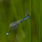 Coenagrion pulchellum